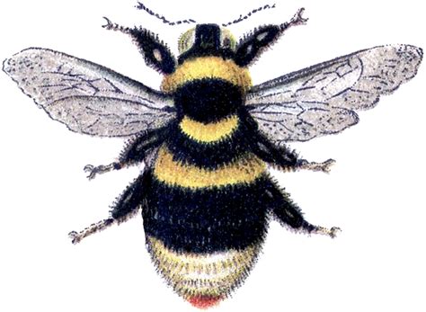 Queen Bee Art