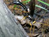 Long Tail Wasp