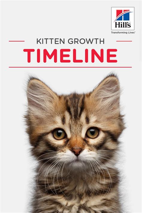 What s a healthy weight for my cat greencross vets. Weekly Kitten Development Timeline | Kitten growth chart ...