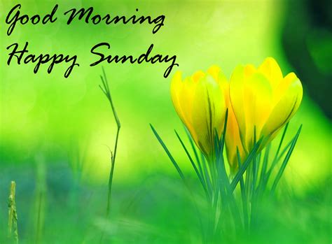 Sunday Good Morning Quotes Images Wishes Wallpaper Photo