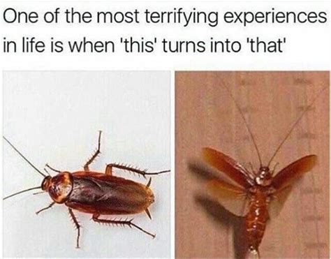 Scary Bugs Really Funny Memes Crazy Funny Memes Funny Relatable Memes
