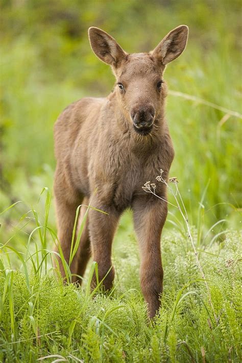 Moose Baby Moose Luv Pinterest