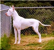Great Dane Dog Breed » Information, Pictures, & More
