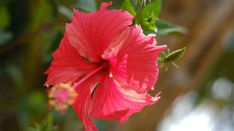 Hibiscus is a genus of flowering plants in the mallow family, malvaceae. Health benefits of Hibiscus flower know Advantages ...