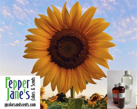 Sunflower Fragrance Oil For Candles Soap Incense Lotion Etsy
