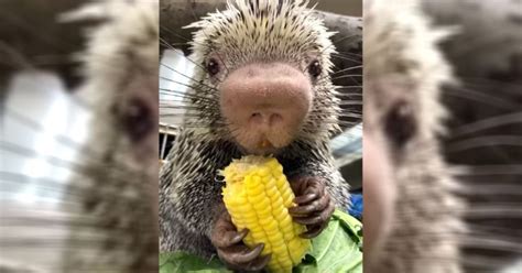 Baby Porcupine Eating Corn In Adorable Video Faithpot