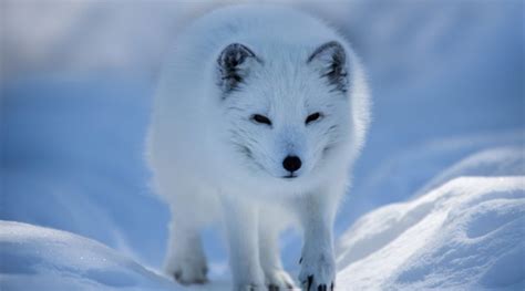 Arctic Foxes Eye On The Arctic