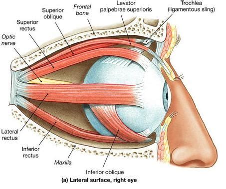 Eye Muscles Attachment Nerve Supply Action Anatomy Info