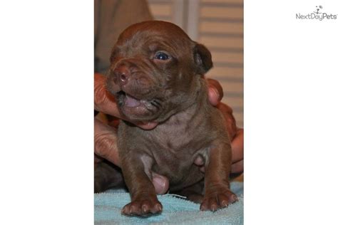Razors edge meets gotti line. Meet Steeler a cute American Pit Bull Terrier puppy for sale for $800. UKC/ADBA CHOCOLATE ...