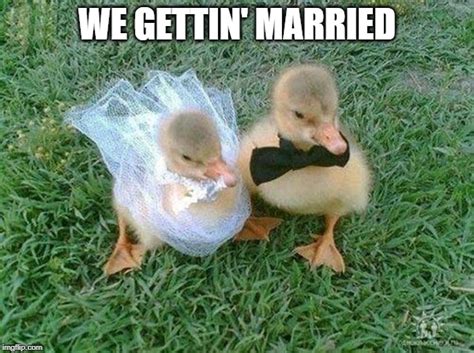 Ducks Getting Married Imgflip