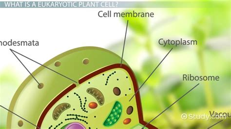 Plant Cell Definition Diagram And Parts Video And Lesson Transcript