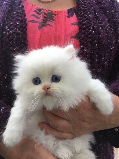 White Persian Cat For Sale Uk Cats Ghy
