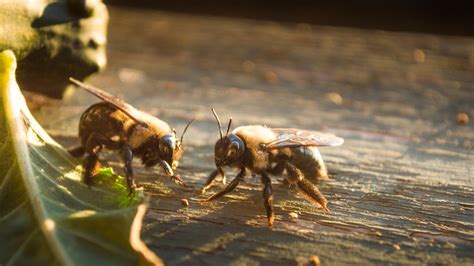 How To Get Rid Of Carpenter Bees From Your Home