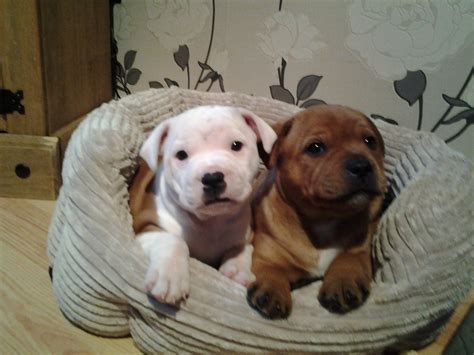 Staffordshire Bull Terrier Puppies Puppy Dog Gallery