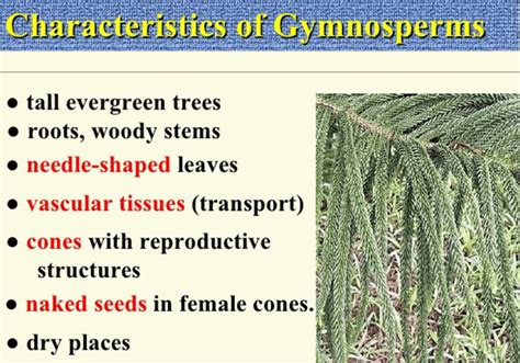 Gymnosperms Classification And Main Orders Botany