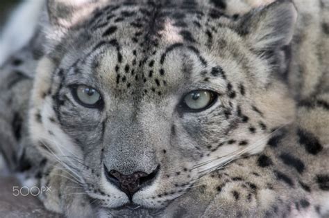 Snow Leopard By David Brown Eyes Photo 115184107 500px With Images