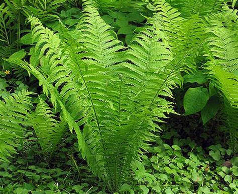 The only task for you is to gently remove the dried up fronds that usually appear at the base of the plant. Garden Ferns - A Quiz to help with Recognition and ...