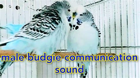 Male Budgie Communication Sound Love Birds Soundsbudgies Singing