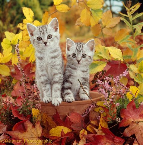 Silver Tabby Kittens Among Autumn Leaves Photo Wp15872