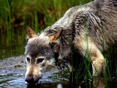Montana Wolf Drinking Water Wolves Wallpaper 7896862 Fanpop