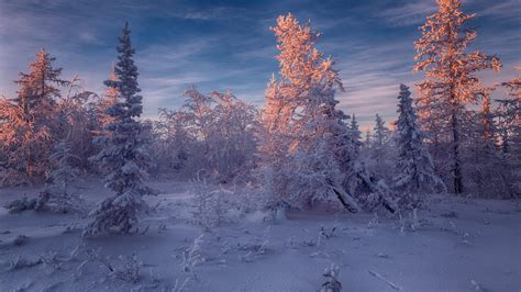Frost Spruce Forest Hd Winter Wallpapers Hd Wallpapers