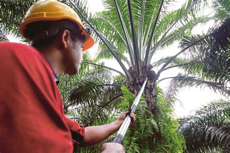 The fomema web portal makes it easier for you to perform the same transaction without going to the branch at all! Oil palm planters urge gov to reduce taxes and allow more ...