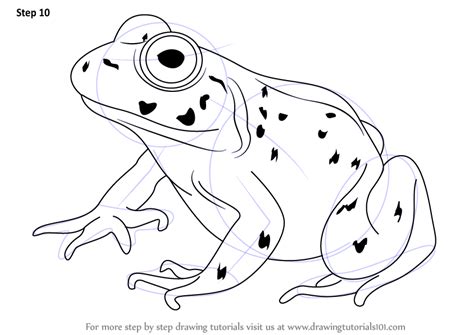 Https://techalive.net/draw/how To Draw A American Bullfrog