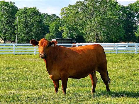 Union Ranch Red Brangus Prized Red Brangus Show Cattle At Union Ranch