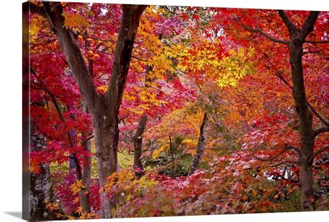 Japanese Maple Trees Wall Art Canvas Prints Framed Prints Wall