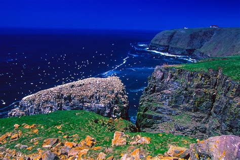 Cape St Marys Ecological Reserve Avalon Peninsula Newfoundland