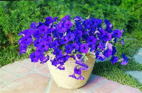 Petunia Wave® Blue All America Selections