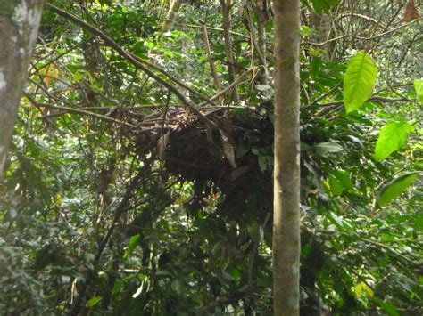Great Ape Nest In Tree Grace Gorilla Rehabilitation And