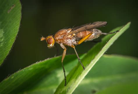 Free Images Fly Pest Macro Photography Fauna Wildlife Close Up
