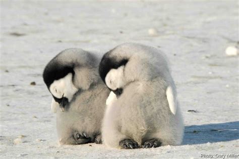 Penguin Chicks Baby Penguins Photo 14228433 Fanpop