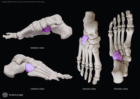 Cuboid Bone Encyclopedia Anatomyapp Learn Anatomy 3d Models