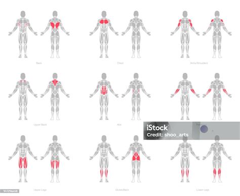 Emberi Izmok Anatómia Modell Vektor Témájú Stock Illusztráció Kép
