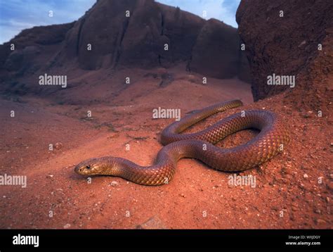 King Brown Snake Pseudechis Australis Australia Stock Photo Alamy
