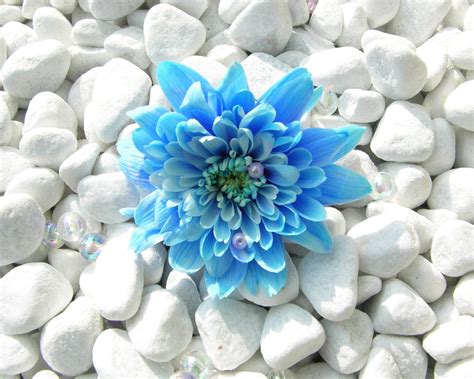 Blue Flowers Wallpaper 1280x1024 66276