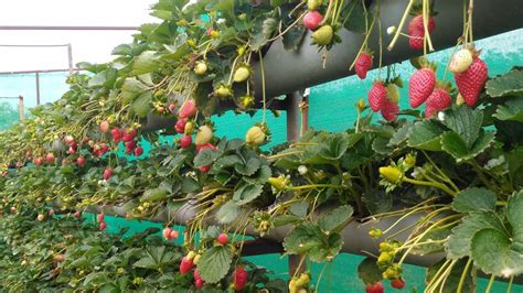 Seeds excluding 4.6 out of 5 stars 158 Hydroponic strawberry farm a little review - YouTube