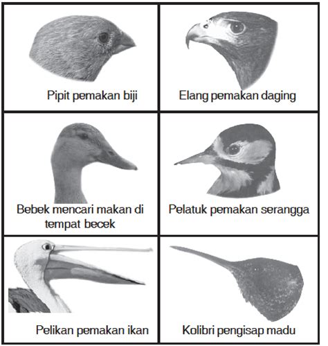 Ada 20 gudang lagu suara burung emprit gantil terbaru, klik salah satu untuk download lagu mudah dan cepat. Penyesuaian Makhluk Hidup dengan Lingkungannya