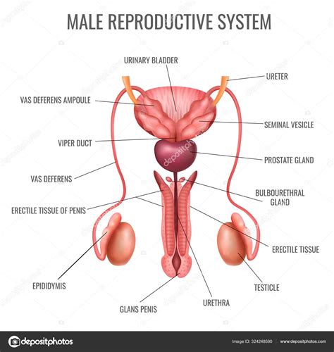 There are a few organs in the male reproductive system. Male Anatomy Diagram - Zygote Human 3d Male Anatomy Model ...