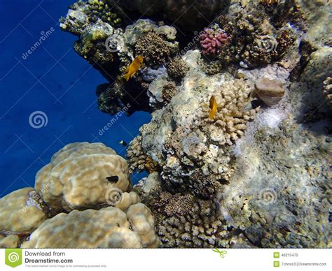 Immergersi Stupefacente Del Mar Rosso Fotografia Stock - Immagine di coral, stupore: 46210470