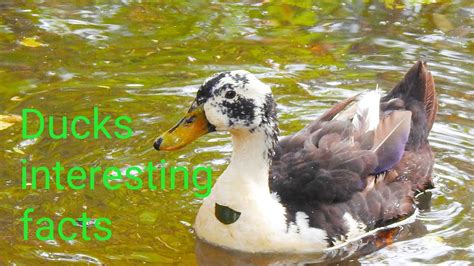 Ducks Interesting Facts Wildlife Youtube