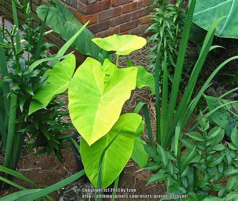 Elephant Ears Xanthosoma Plant Care And Collection Of Varieties