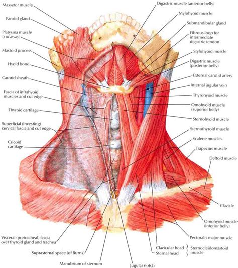 Upper Body Muscles That Cause Neck Pain Daily Bits Of