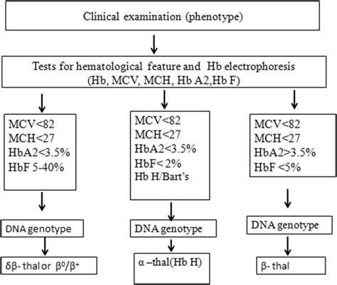 Framework For The Diagnosis Of A Compound Heterozygous Thalassemia Hb