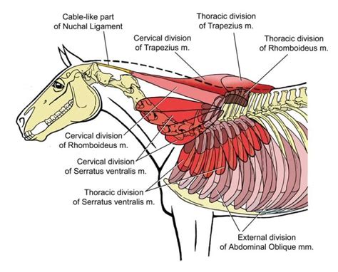 Equine Reciprocating Systems Examining The Shoulder To Thorax Junction