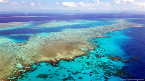 Great Barrier Reef Will Suffer Recurring Coral Bleaching