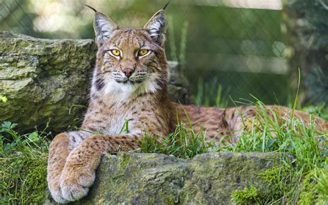 Canadian Lynx Wallpapers Wallpaper Cave
