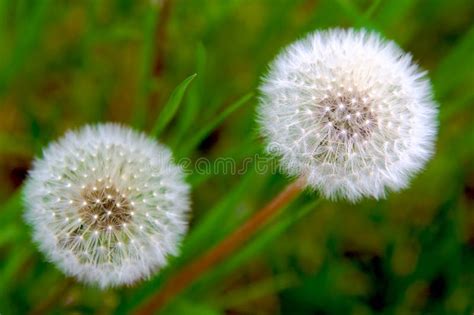 White Dandelions Stock Photo Image Of Foal Inflorescence 5335592